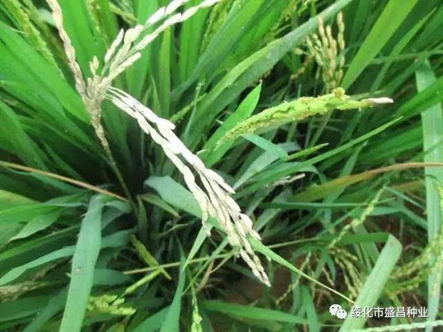 微信图片_20180816113515.jpg
