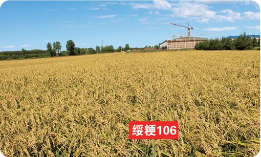 绥粳106.jpg