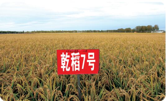 乾稻7号.jpg