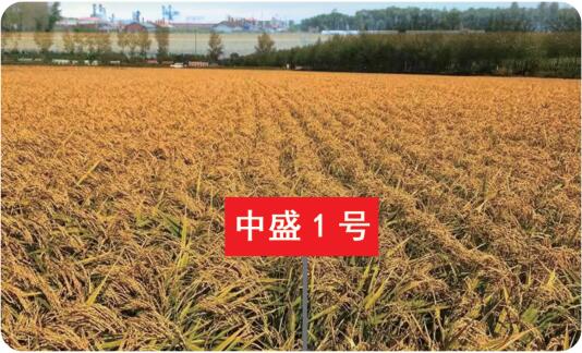 中盛1号.jpg